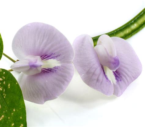 Clitoria Macrophylla Pigeonwing Seeds