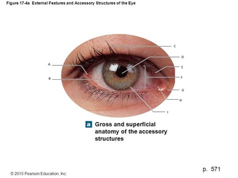 SPECIAL SENSES EYE Flashcards Quizlet