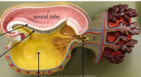 Three Weeks Embryo Diagram Quizlet