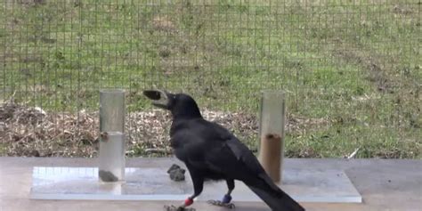 Smart Crows Perform Aesop Task Video - Business Insider