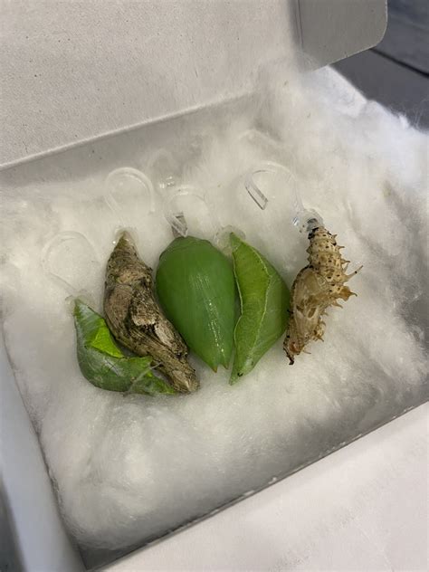 Бабочкарий | Пикабу