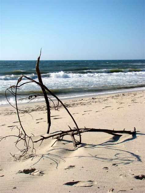 Branches at the beach Free Photo Download | FreeImages