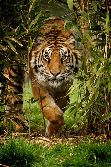 Tiger — Paul Hayes Photography