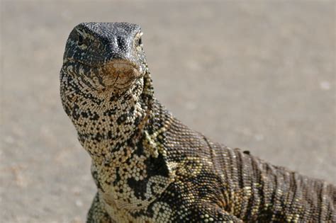Definitive Guide To Nile Monitor Facts, Habitat, Conservation Status