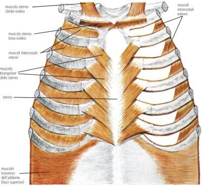 Muscolo Dizionario Medico Corriere It