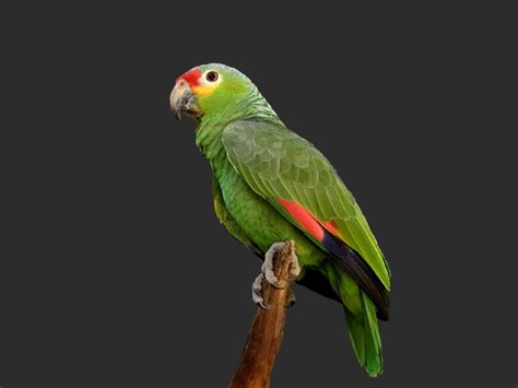 Photogallery Birds Of Belize