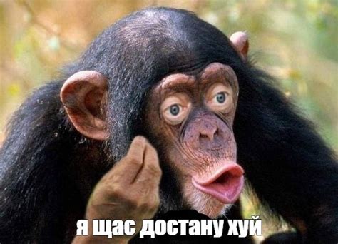 Мем: "я щас достану хуй" - Все шаблоны - Meme-arsenal.com