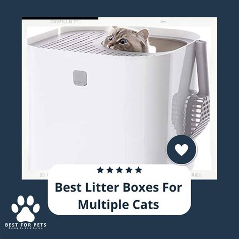 Here Are The Best Litter Boxes For Multiple Cats Bestforpets Org