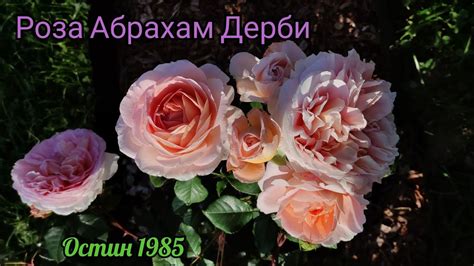 Роза Абрахам Дерби (Abraham Darby) Супер роза Девида Остина👍😍 - YouTube