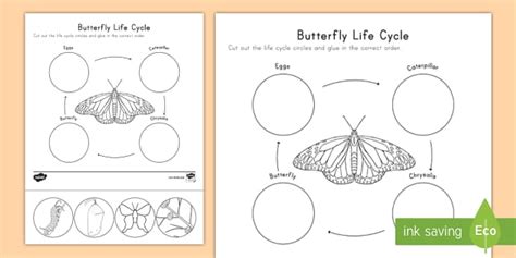 Butterfly Life Cycle Cut And Paste Activity Science Twinkl