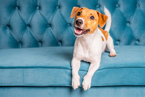 how to keep your dog off the couch 10