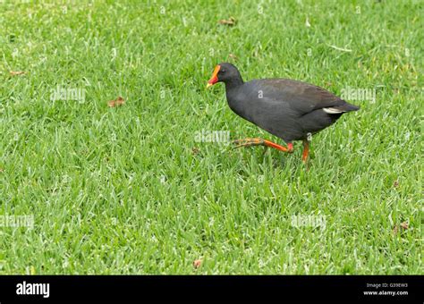 Black Bird Syndey Park Stock Photo Alamy