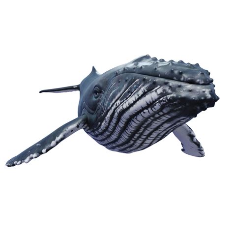 3d Humpback Whale Model Turbosquid 1226475