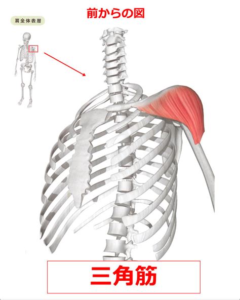 三角筋の解剖から筋トレ・ストレッチまで完全ガイド 大阪のパーソナルトレーナーが解説 大阪市阿倍野区のパーソナルトレーニング｜ 30年以上の