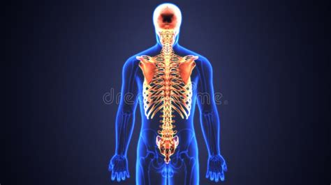 A Ilustra O D Do Esqueleto Axial Inclui Cr Nio Coluna Vertebral E