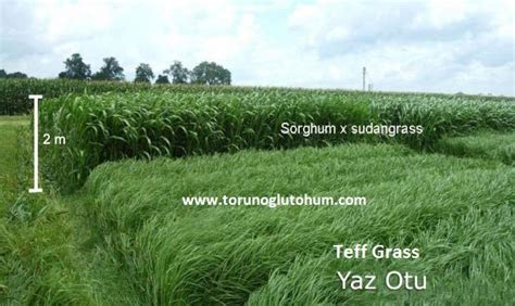 Teff Grass Yem Bitkisi