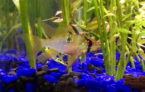 Long Finned German Blue Ram Cichlid We Are Going To Try Breeding These