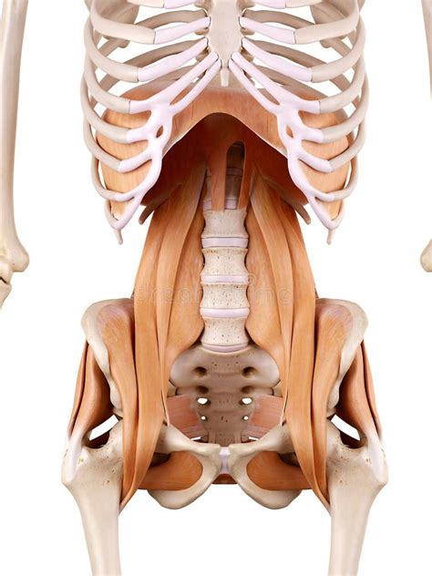 Hip muscles stock illustration. Illustration of anatomically - 59785321