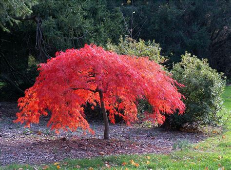 How To Plant A Large Japanese Maple Tree at David Armijo blog