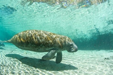 12 Best Places To See Wild Manatees in Florida - Florida Trippers