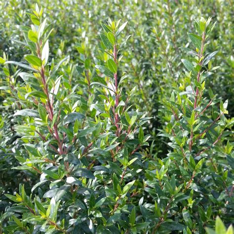 Myrtus communis 'Compacta' - Dwarf Myrtle - Mid Valley Trees