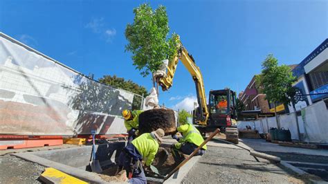 secrets  successful tree pit design citygreen