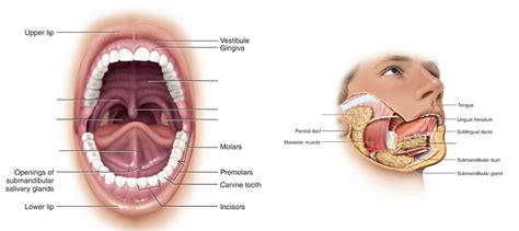 Mouth Diagram | Quizlet