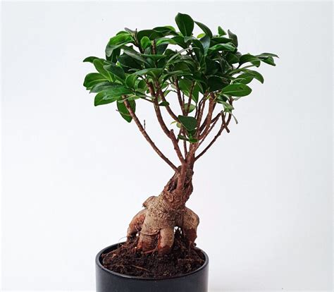 Cuidados Y Cultivo Del Ficus Ginseng Microcarpa Riego Luz Humedad