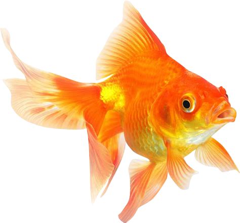 Carpín Dorado Png