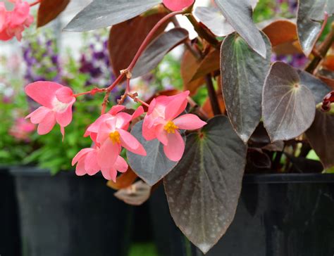 Begonia Dragon Wing Pink Bronze Leaf Ball