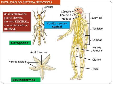 PPT - SISTEMA NERVOSO PowerPoint Presentation, free download - ID:1870749