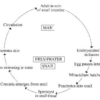 Diphyllobothrium latum. | Download Scientific Diagram