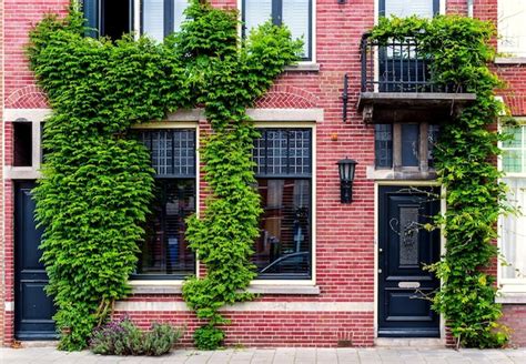 Premium Photo Ivy Growing On House Window