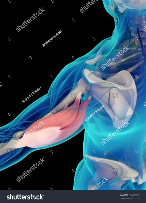 Medical Muscle Illustration Triceps D Illustration Stock Illustration