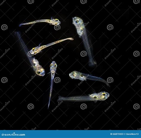 Larvas Tramadas De Peces Marinos Imagen De Archivo Imagen De Negro