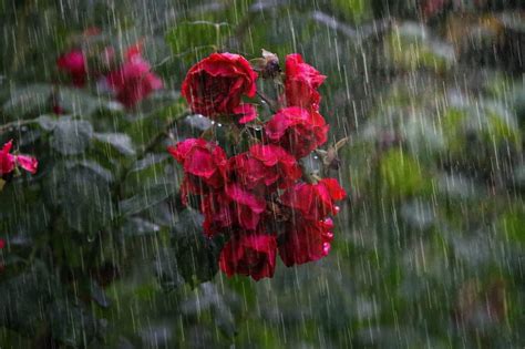 Protect Your Garden from Heavy Rainfall: Tips and Techniques ...