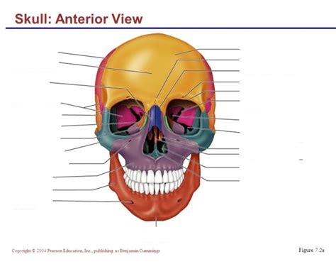 Skull Anterior View Diagram Quizlet