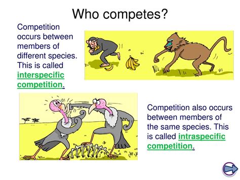 Ppt Competition In Animals Powerpoint Presentation Free Download