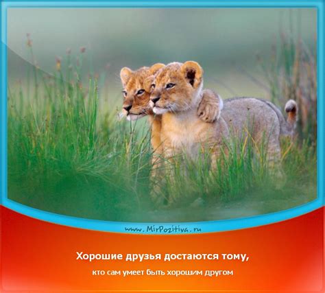 Хорошие друзья достаются тому, кто сам умеет быть хорошим другом