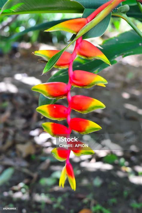 Bird Of Paradise Tropical Rainforest Flower Stock Photo Download