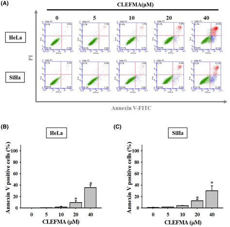 Effects Of Clefma On The Apoptosis Of Hela And Siha Cervical Cancer