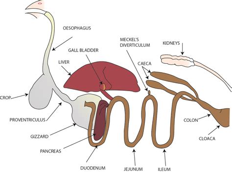 Diagram Of The Digestive System Of A Fowl Animal Science Th