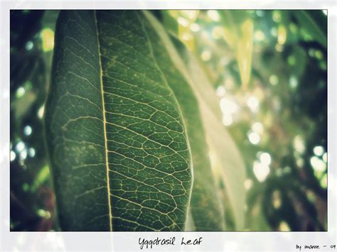 Yggdrasil Leaf By Manre On Deviantart