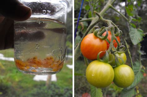 Blight resistant tomato