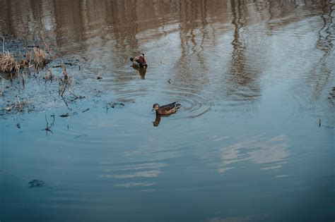 Premium Photo | Mandarin ducks swimming on the lake