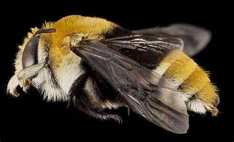 Banded Bee Free Stock Photo - Public Domain Pictures
