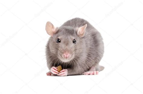 Portrait of a rat holding a piece of food in its paws Stock Photo by ...