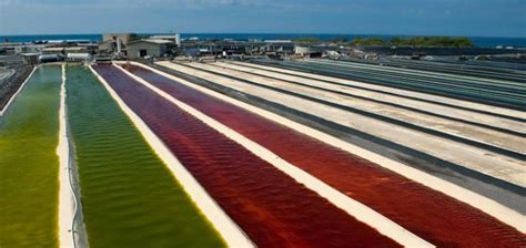 Астаксантин - король антиоксидантов. Сравнение астаксантина Oriflame и ...