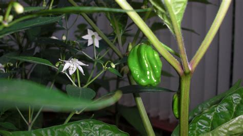 My Chilli Blog - Page 3 - Homes, Gardens and DIY - PistonHeads UK