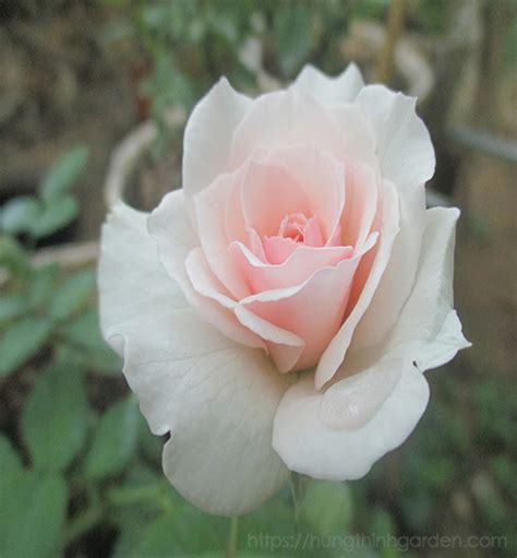 Hoa hồng Nude Sa Đéc Hưng Thịnh Garden